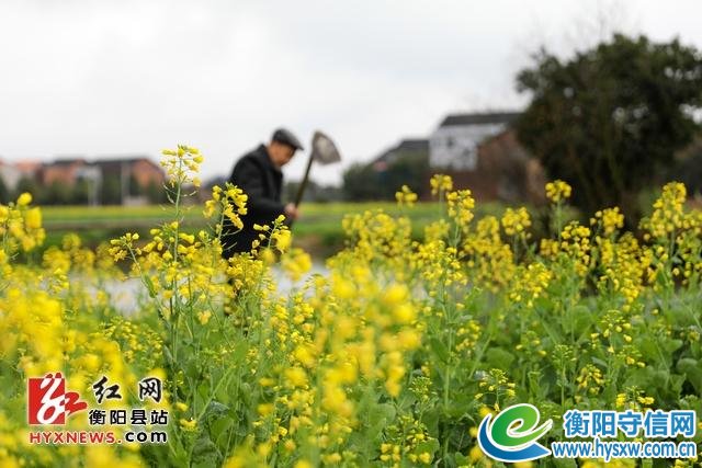 衡阳县台源镇台九村千亩油菜花春风中绽放