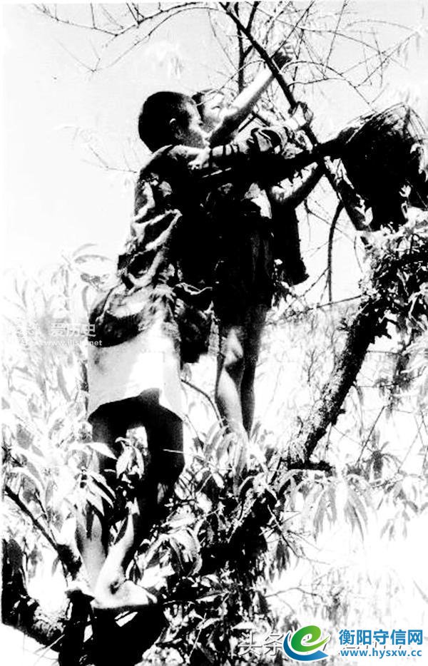 1946年湖南饥荒采食树皮草根现场照 每天上千人被饿死