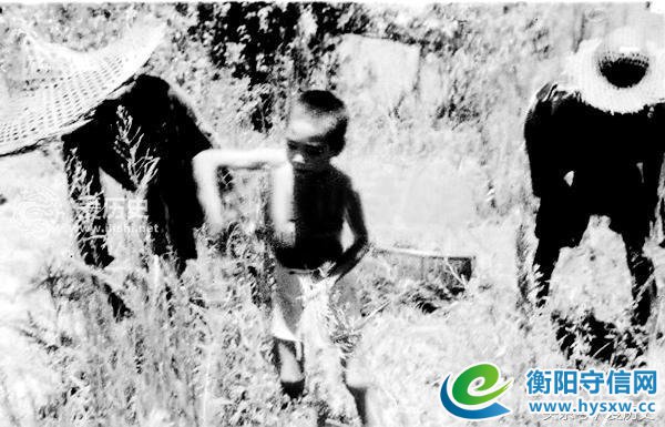 1946年湖南饥荒采食树皮草根现场照 每天上千人被饿死