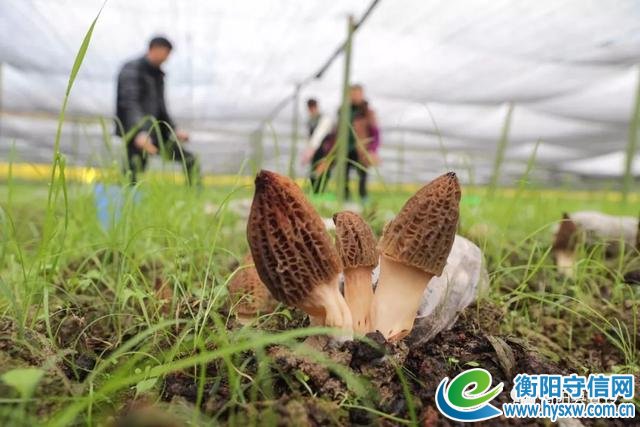 给力!衡阳县这个80后被中国青年报关注,一起来看!