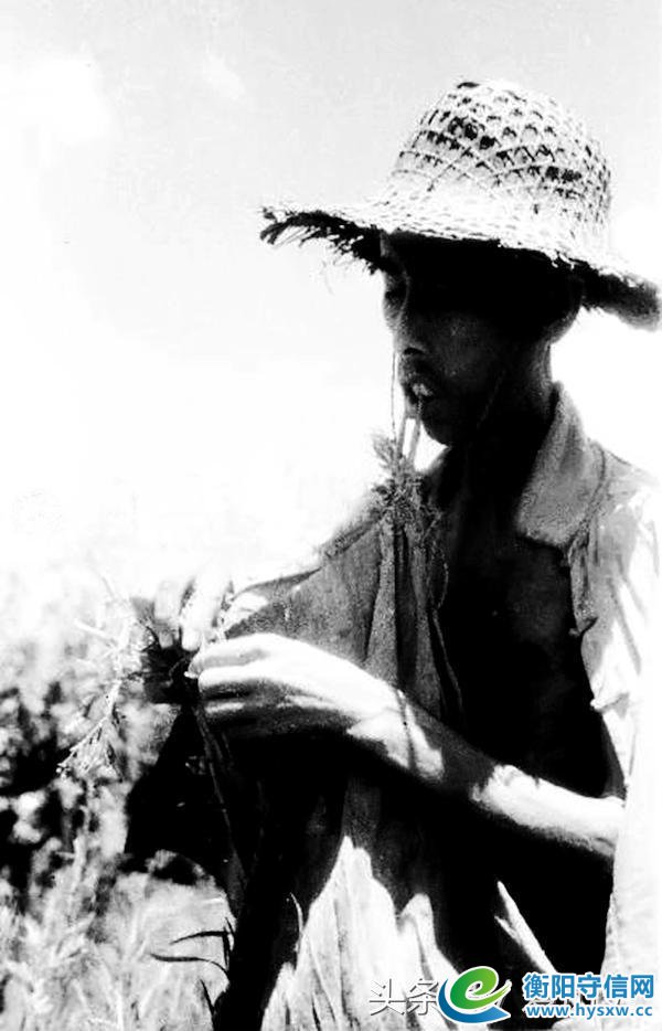 1946年湖南饥荒采食树皮草根现场照 每天上千人被饿死