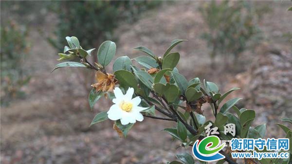 衡阳七旬老人王申根:自掏腰包开垦荒山种千亩油茶