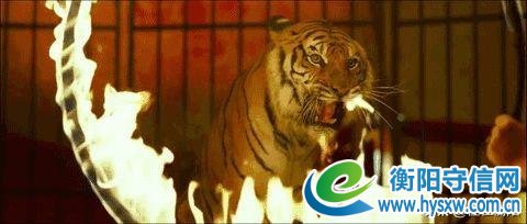 国际马戏嘉年华空降衡阳,超值门票免费领,快看抢票攻略