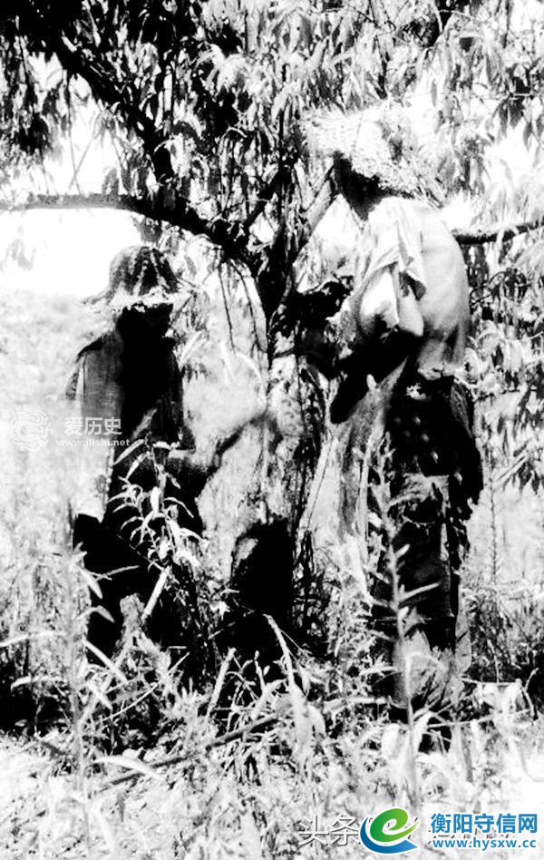 1946年湖南饥荒采食树皮草根现场照 每天上千人被饿死