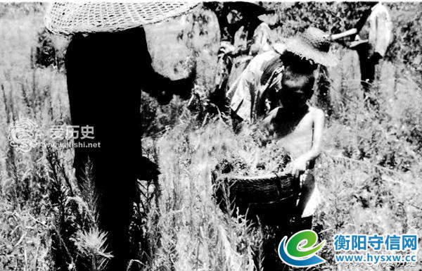 1946年湖南饥荒采食树皮草根现场照 每天上千人被饿死