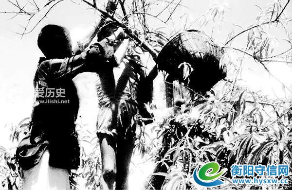 1946年湖南饥荒采食树皮草根现场照 每天上千人被饿死